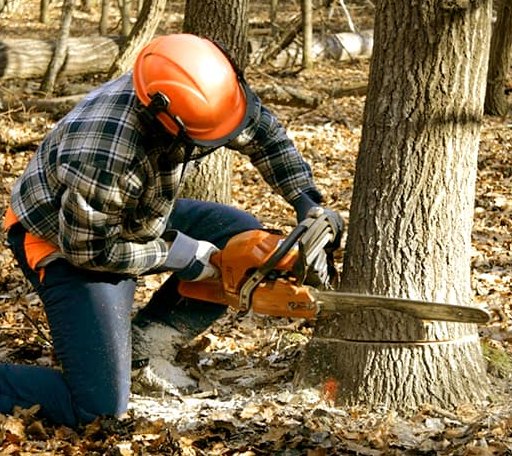 Tree Removal in Cross Plains, TX